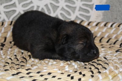 Les chiots de Eurasier