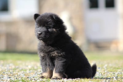 Les chiots de Eurasier