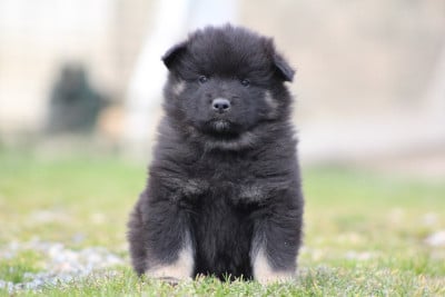 Les chiots de Eurasier