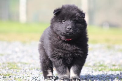 Les chiots de Eurasier