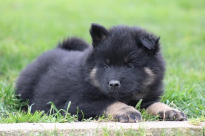 Les chiots de Eurasier