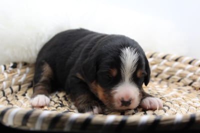 Les chiots de Bouvier Bernois