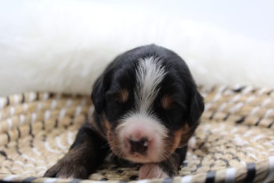 Les chiots de Bouvier Bernois