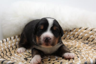 Les chiots de Bouvier Bernois