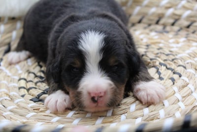 Les chiots de Bouvier Bernois