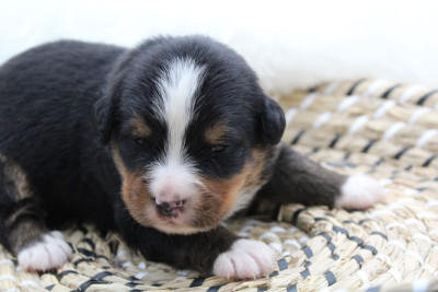 Les chiots de Bouvier Bernois