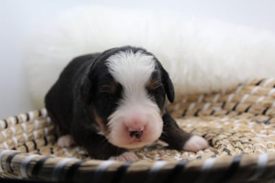 Les chiots de Bouvier Bernois