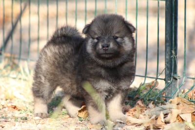 Les chiots de Eurasier
