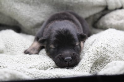 Les chiots de Eurasier