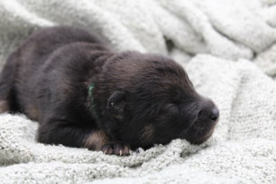Les chiots de Eurasier