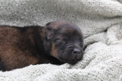 Les chiots de Eurasier
