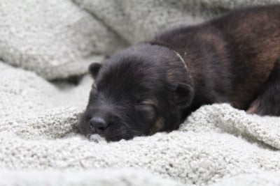 Les chiots de Eurasier