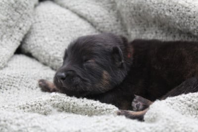 Les chiots de Eurasier