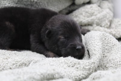 Les chiots de Eurasier