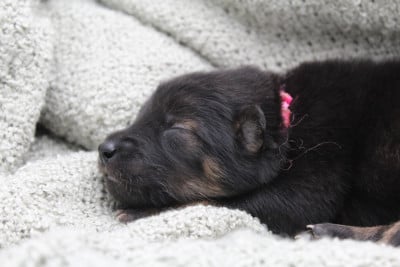 Les chiots de Eurasier