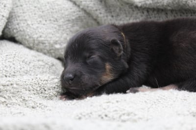 Les chiots de Eurasier