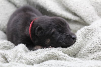 Les chiots de Eurasier
