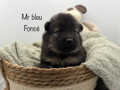 Les chiots de Eurasier