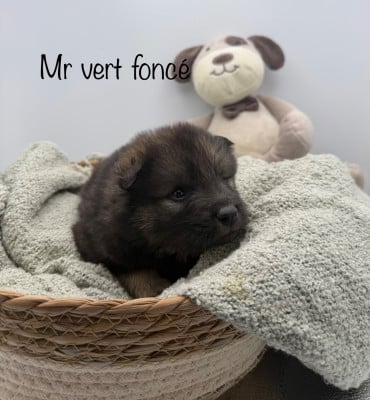 Les chiots de Eurasier