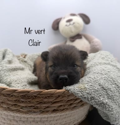 Les chiots de Eurasier