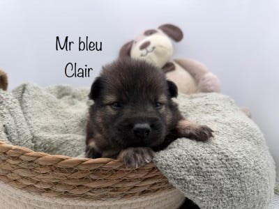 Les chiots de Eurasier