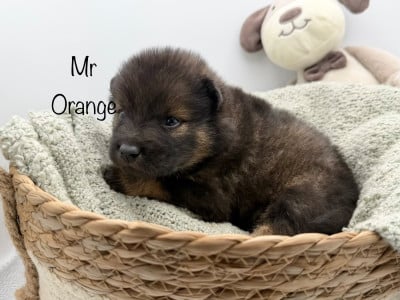 Les chiots de Eurasier