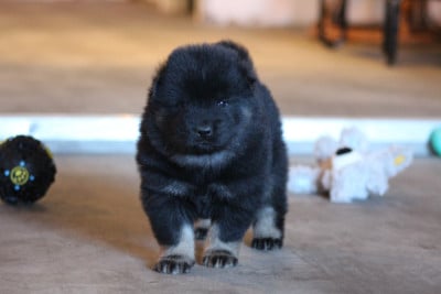 Eurasier