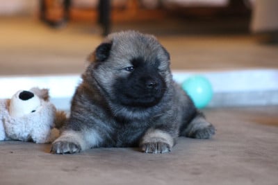 Collier vert clair - Eurasier