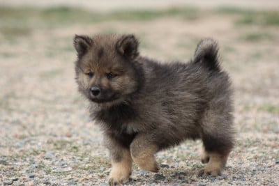 Les chiots de Eurasier