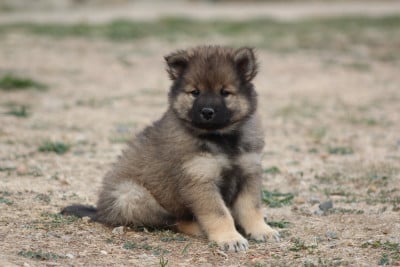 Les chiots de Eurasier