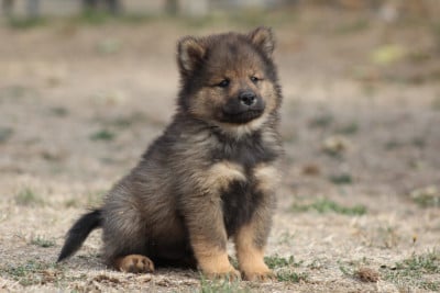 Les chiots de Eurasier