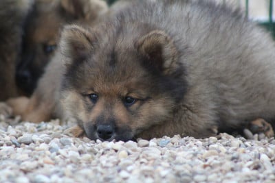 Collier orange - Eurasier