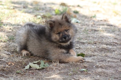 Collier vert foncé - Eurasier