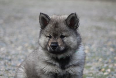 Collier vert clair - Eurasier