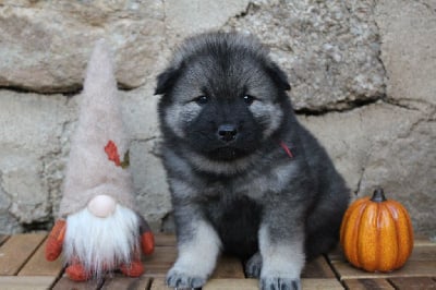 Les chiots de Eurasier