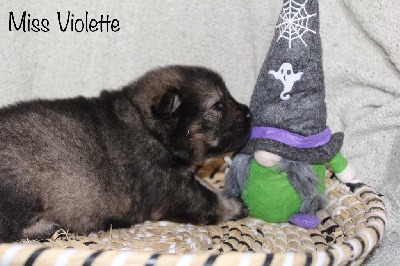 Les chiots de Eurasier