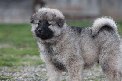 Les chiots de Eurasier