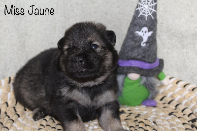 Les chiots de Eurasier
