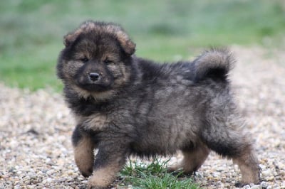 Les chiots de Eurasier