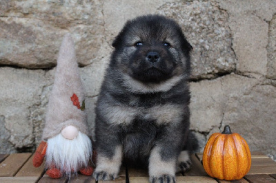 Les chiots de Eurasier