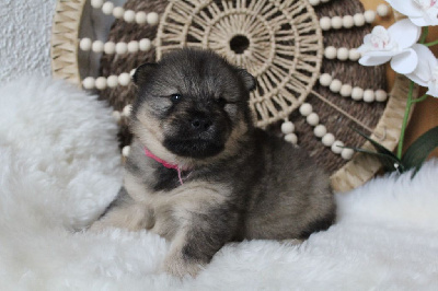 Les chiots de Eurasier