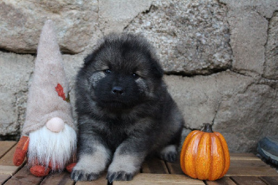 Les chiots de Eurasier