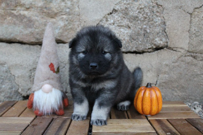 Les chiots de Eurasier