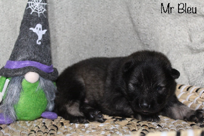 Les chiots de Eurasier