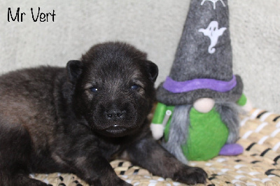 Les chiots de Eurasier