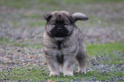 Les chiots de Eurasier