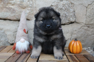 Les chiots de Eurasier