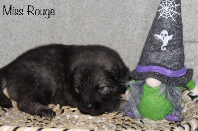 Les chiots de Eurasier