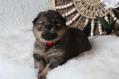 Les chiots de Eurasier