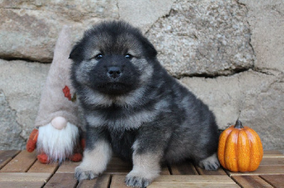 Les chiots de Eurasier